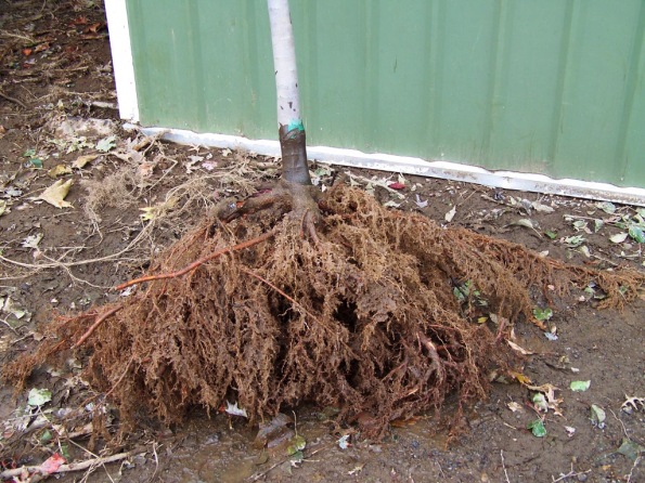 Fig. 47 – Muda com raiz nua, pronta para o plantio. Observe que as raízes estão úmidas. Fonte: Schichtel’s Nursery [41].